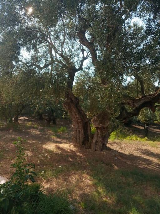 فيلا Olive Trees تراغاكي المظهر الخارجي الصورة