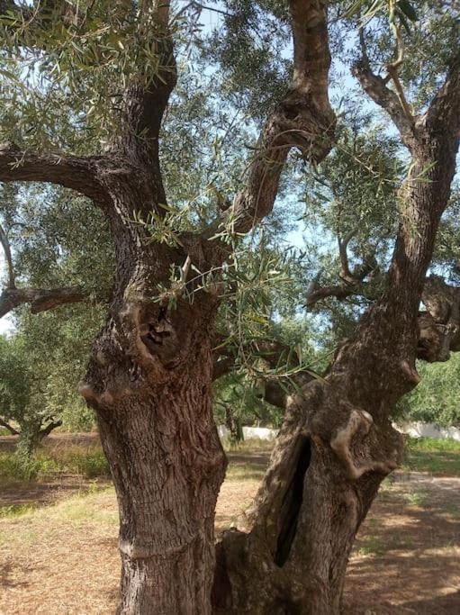 فيلا Olive Trees تراغاكي المظهر الخارجي الصورة